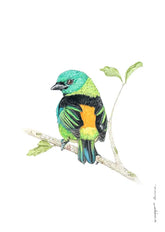 Saíra Sete Cores