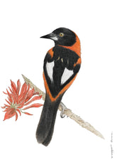 Corrupião Laranja