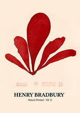 Seaweed Nº 01 - Henri Bradbury