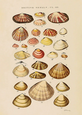 Estudo De Conchas I by George Sowerby