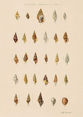 Estudo de Conchas II by George Sowerby