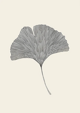 Ginkgo Biloba