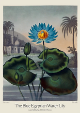 Blue Egyptian Water Lily by Dr. R. Thornton