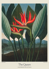 The Queen by Dr. R. Thornton