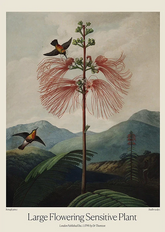 Large Flowering Sensitive Plant by Dr. R. Thornton