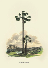 Vinifera by Carl von Martius