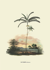 Euterpe by Carl von Martius