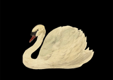 Swan