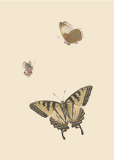 Butterflies I