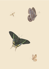 Butterflies II