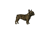 Bulldog Francês II