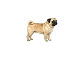 Pug