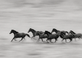 Wild Horses