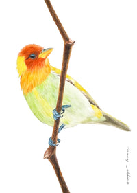 Saíra Ferrugem I