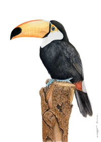 Tucano Rei