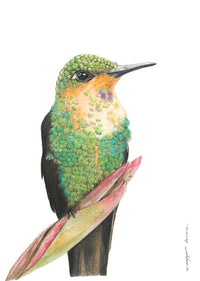 Beija-flor Tesoura