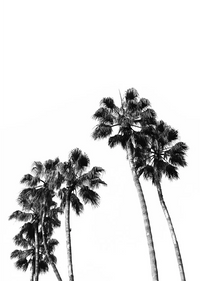Palm Trees