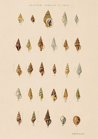 Estudo de Conchas II by George Sowerby