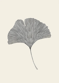 Ginkgo Biloba
