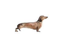 Dachshund I