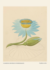 Nymphaea by Clemenz Heinrich Wehdemann