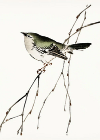 Bird Illustration by Kono Bairei