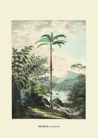 Ventricosa by Carl von Martius