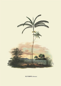 Euterpe by Carl von Martius