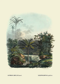 Astrocaryum by Carl von Martius