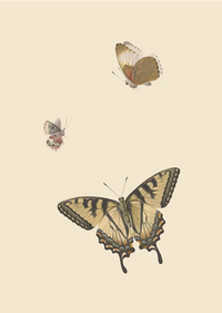Butterflies I