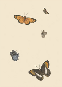 Butterflies III