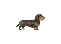 Dachshund IV