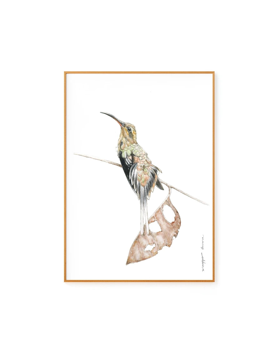 Rabo Branco de Margaretta