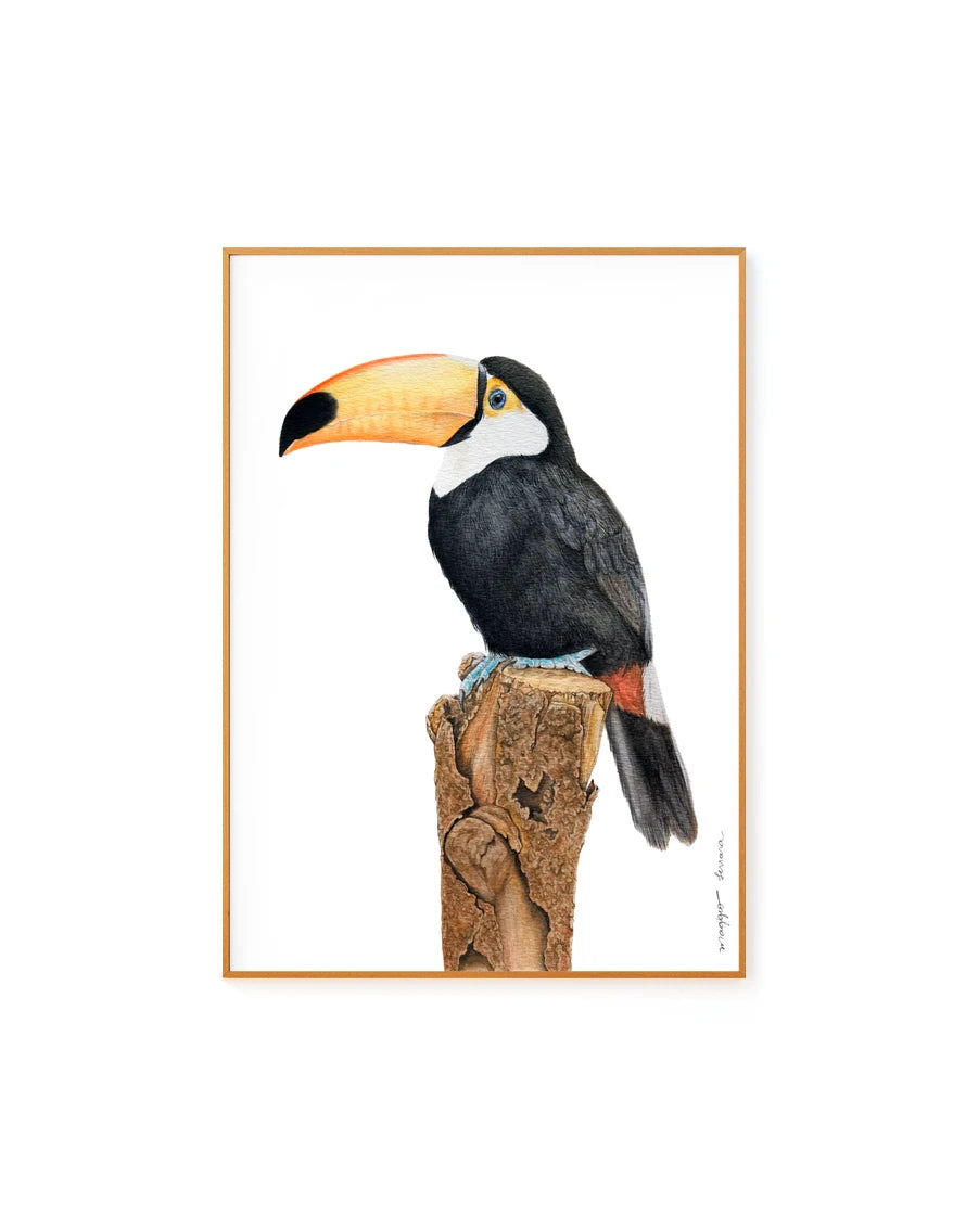 Tucano Rei