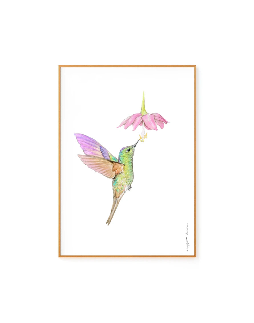 Beija-flor Aura