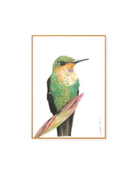 Beija-flor Tesoura