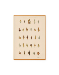 Estudo de Conchas II by George Sowerby