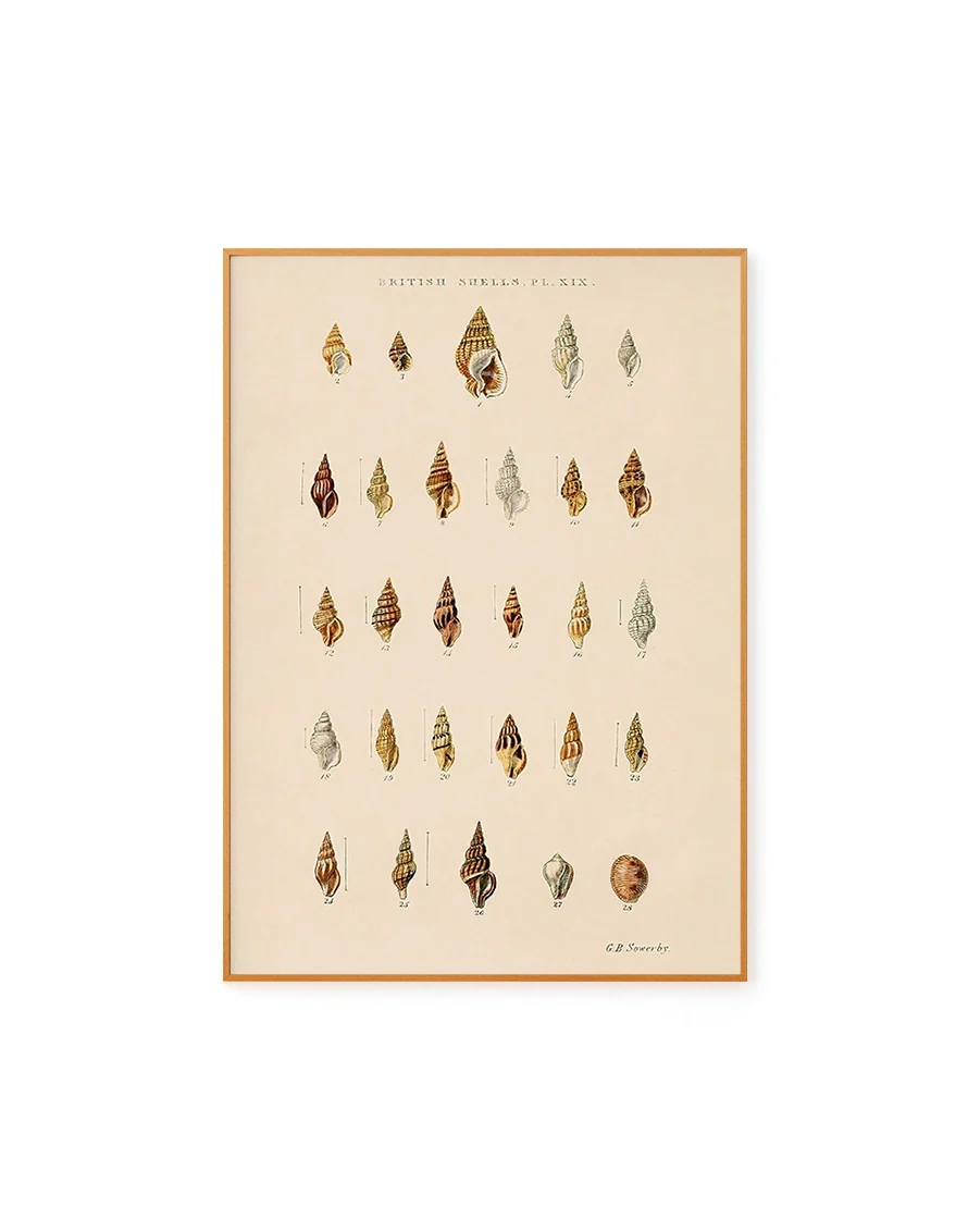 Estudo de Conchas II by George Sowerby