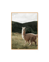 Alpaca
