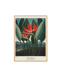 The Queen by Dr. R. Thornton