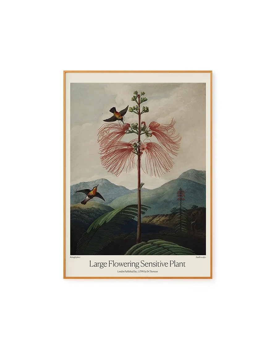 Large Flowering Sensitive Plant by Dr. R. Thornton