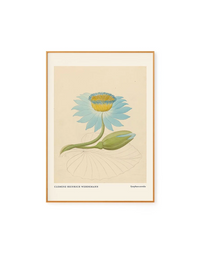 Nymphaea by Clemenz Heinrich Wehdemann