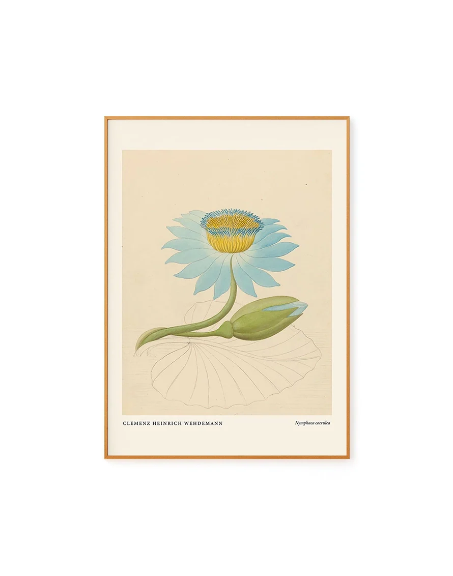 Nymphaea by Clemenz Heinrich Wehdemann