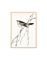 Bird Illustration by Kono Bairei