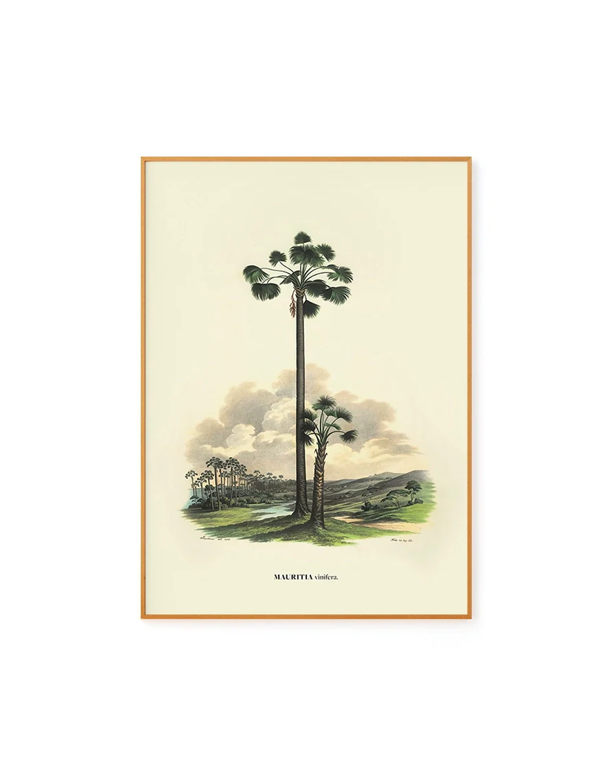 Vinifera by Carl von Martius