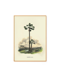 Vinifera by Carl von Martius