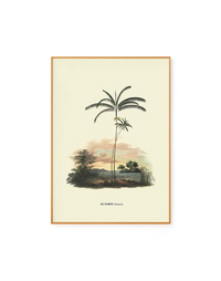 Euterpe by Carl von Martius