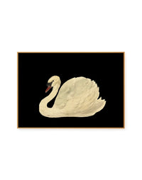 Swan