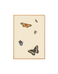 Butterflies III