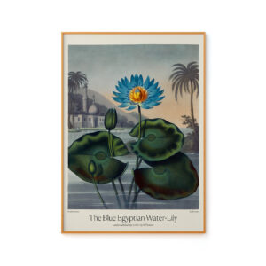 Blue Egyptian Water Lily by Dr. R. Thornton